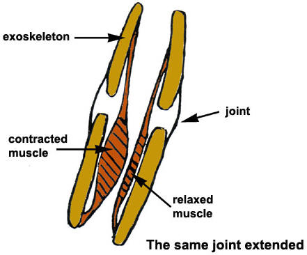 Muscle four uzopedia